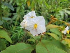 Solanum variabile