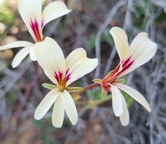 Pelargonium trifidum