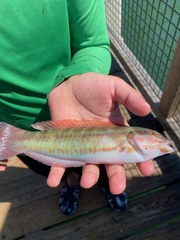 Halichoeres bivittatus