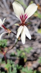 Pelargonium trifidum