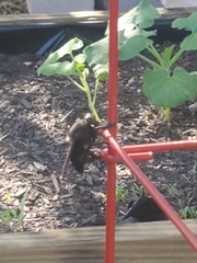 Mallophora leschenaulti