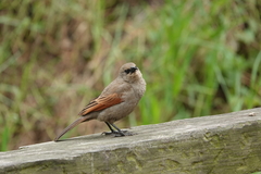 Agelaioides badius