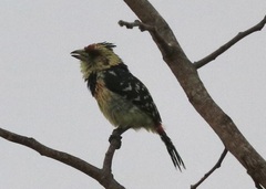 Trachyphonus vaillantii