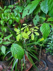 Handroanthus serratifolius
