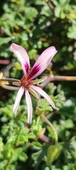 Pelargonium trifidum