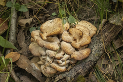 Lentinellus