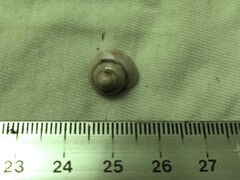 Steromphala umbilicaris