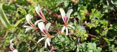 Pelargonium trifidum