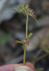 Spermacoce brachystema