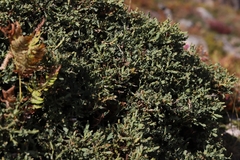 Genista tridentata