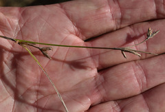 Scleria brownii