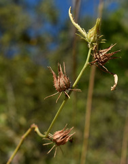 Hibiscus meraukensis