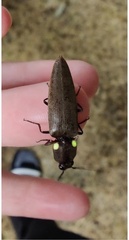 Ignelater havaniensis