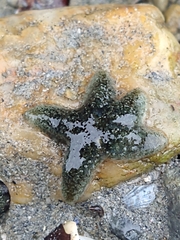 Anasterias antarctica