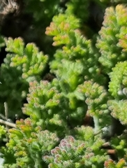 Pelargonium alternans