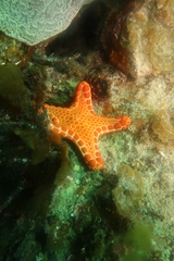 Pentagonaster duebeni