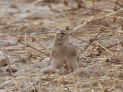 Calandrella brachydactyla