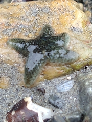 Anasterias antarctica