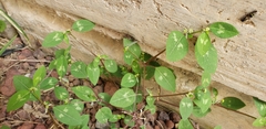 Euphorbia graminea