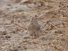 Calandrella brachydactyla
