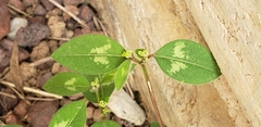 Euphorbia graminea