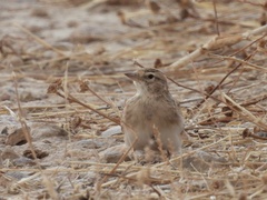 Calandrella brachydactyla
