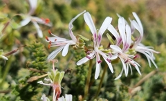 Pelargonium alternans