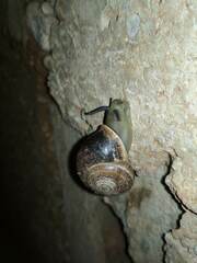 Otala punctata