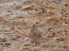 Calandrella brachydactyla
