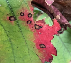 Phragmidium violaceum