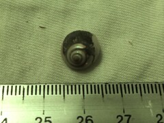 Steromphala umbilicaris