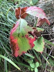Phragmidium violaceum