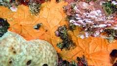 Spirastrella cunctatrix