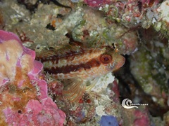 Parablennius pilicornis