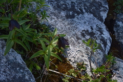 Fritillaria camschatcensis