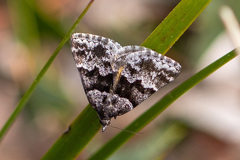 Dichromodes ainaria