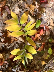 Uvularia sessilifolia