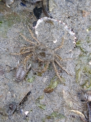 Halicarcinus planatus