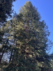 Pinaceae