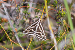 Dichromodes confluaria