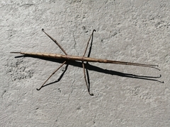 Phalces brevis