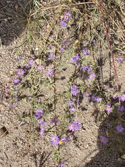 Xanthisma coloradoense