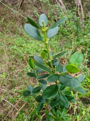 Alyxia buxifolia