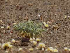 Galerida magnirostris