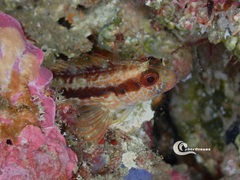 Parablennius pilicornis