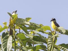 Megarynchus pitangua