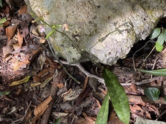Eulophia maculata