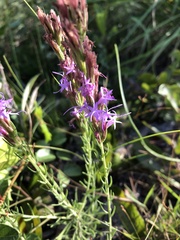 Liatris chapmanii