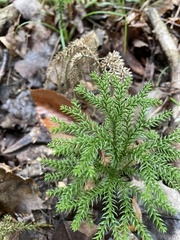 Dendrolycopodium dendroideum
