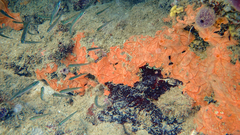 Spirastrella cunctatrix